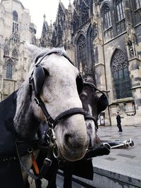 Close-up of horse in city