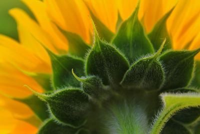 Close-up of sunflower on plant