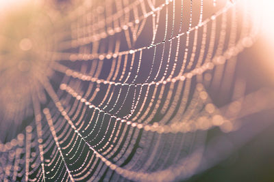 Close-up of spider web