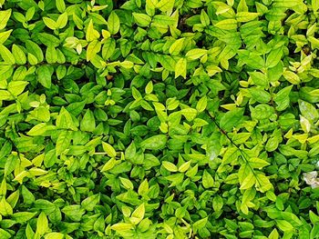 Full frame shot of fresh green leaves