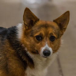 Close-up portrait of dog