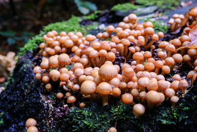 High angle view of eggs in sea