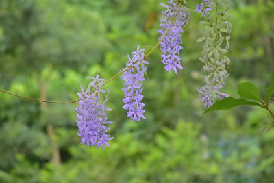 Close-up of purple flowering plant