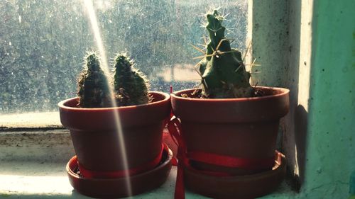 Close-up of potted plant