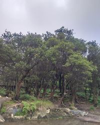 Trees in forest against sky