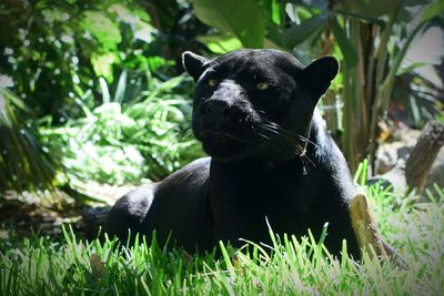 Close-up of black panther sitting on grassy field