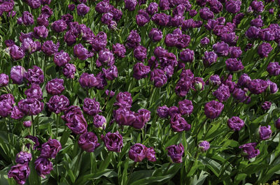 Full frame shot of purple flowers