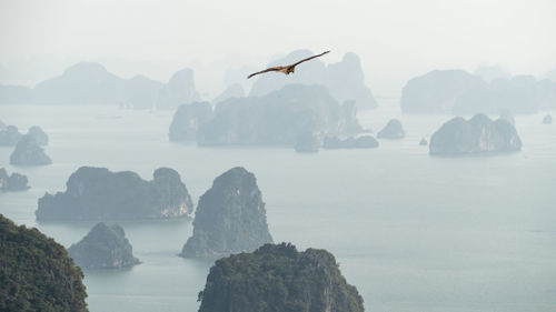 Birds on rock in sea against sky