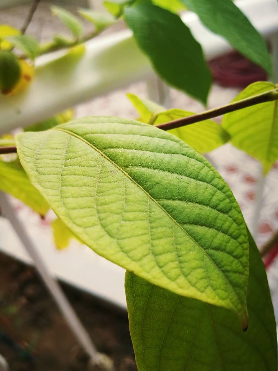 leaf, plant part, green color, growth, close-up, plant, nature, no people, beauty in nature, day, leaf vein, focus on foreground, freshness, selective focus, outdoors, leaves, vulnerability, natural pattern, high angle view, fragility