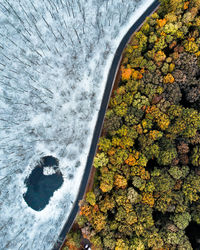 Directly above shots of trees in forest