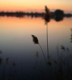 Scenic view of lake at sunset