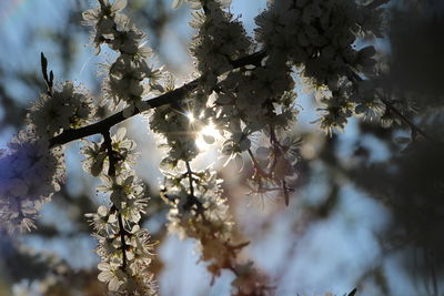 Low angle view of white flowers on tree