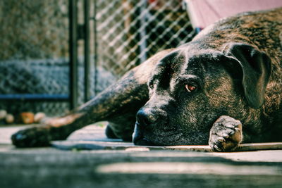 Close-up portrait of a dog