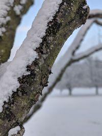 Close-up of snow on tree trunk