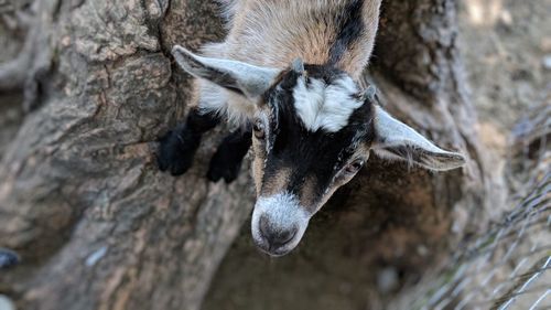 Cheeky goat