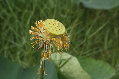 Close-up of flower on plant