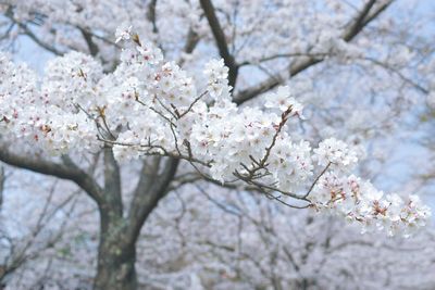 Low angle view of cherry blossom