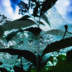 Close-up of wet leaves during rainy season