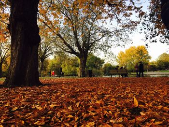 Autumn leaves in park