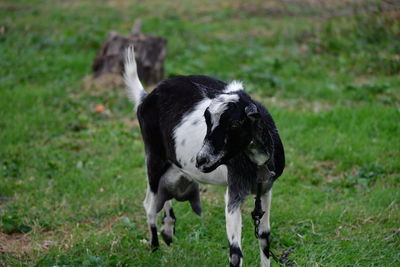 Dog standing on field