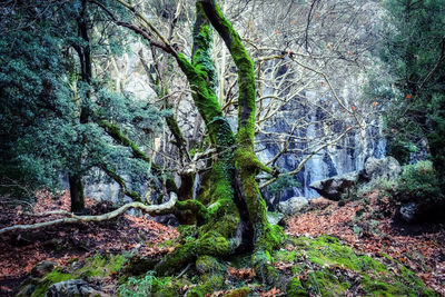 Trees in forest