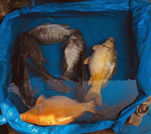 High angle view of fish for sale