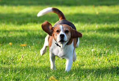 Portrait of dog sticking out tongue on field