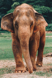 Close-up of elephant on field