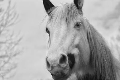 Close-up of horse