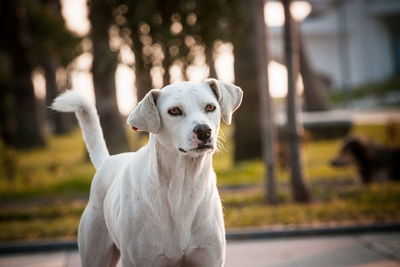 Close-up portrait of white dog outdoors