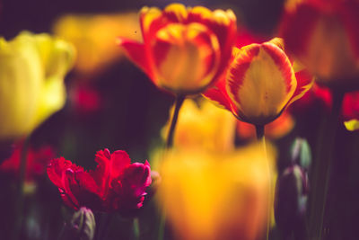 Close-up of red tulips blooming in park