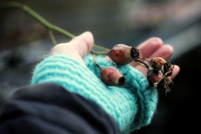 Close up of hand holding rose hip