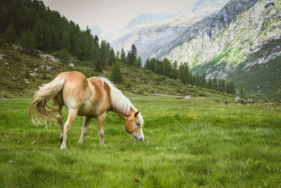 Horse grazing in a field