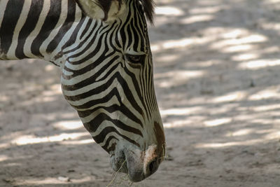 Close-up of a zebra