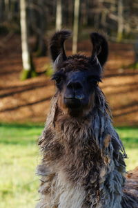 Close-up portrait of horse on field