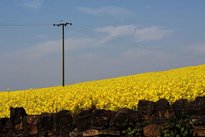 Yellow flowers on field against sky