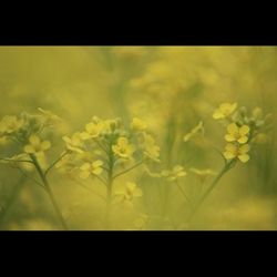 Close up of yellow flowers