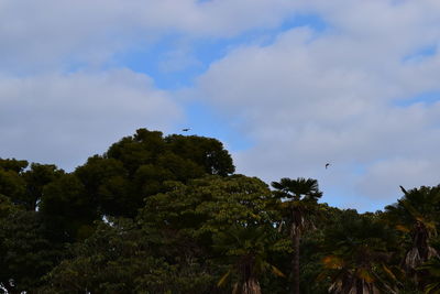 Low angle view of trees against cloudy sky