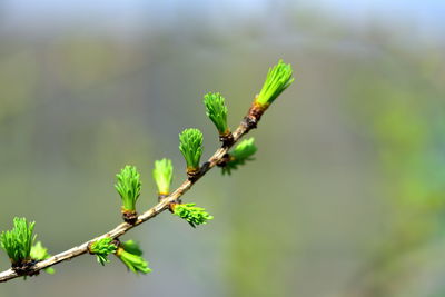 Close-up of plant