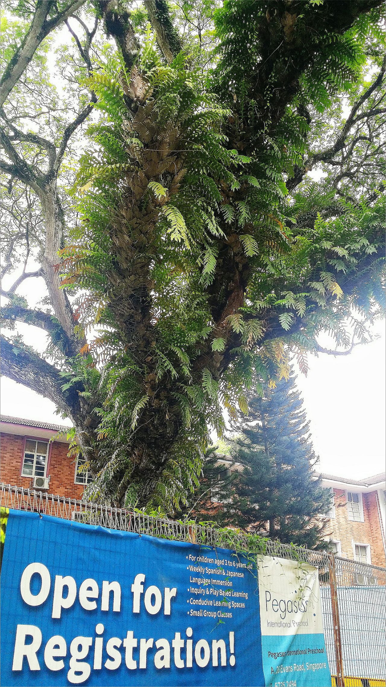 Bird 's nest fern