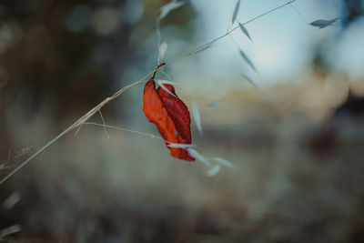 Close-up of red leaf on tree