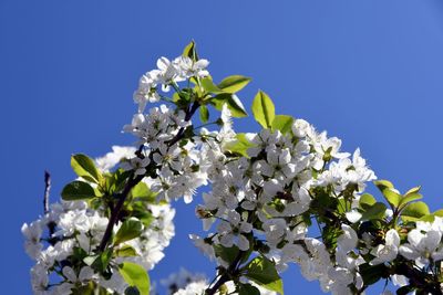 Low angle view of cherry blossoms against clear blue sky