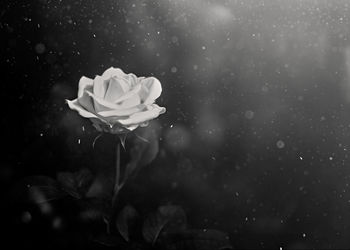 Close-up of rose flower against blurred background