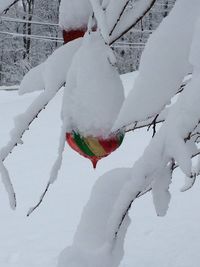 Close-up of snow covered tree