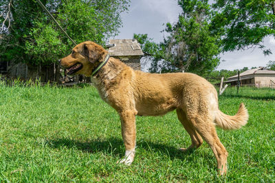 View of a dog on field