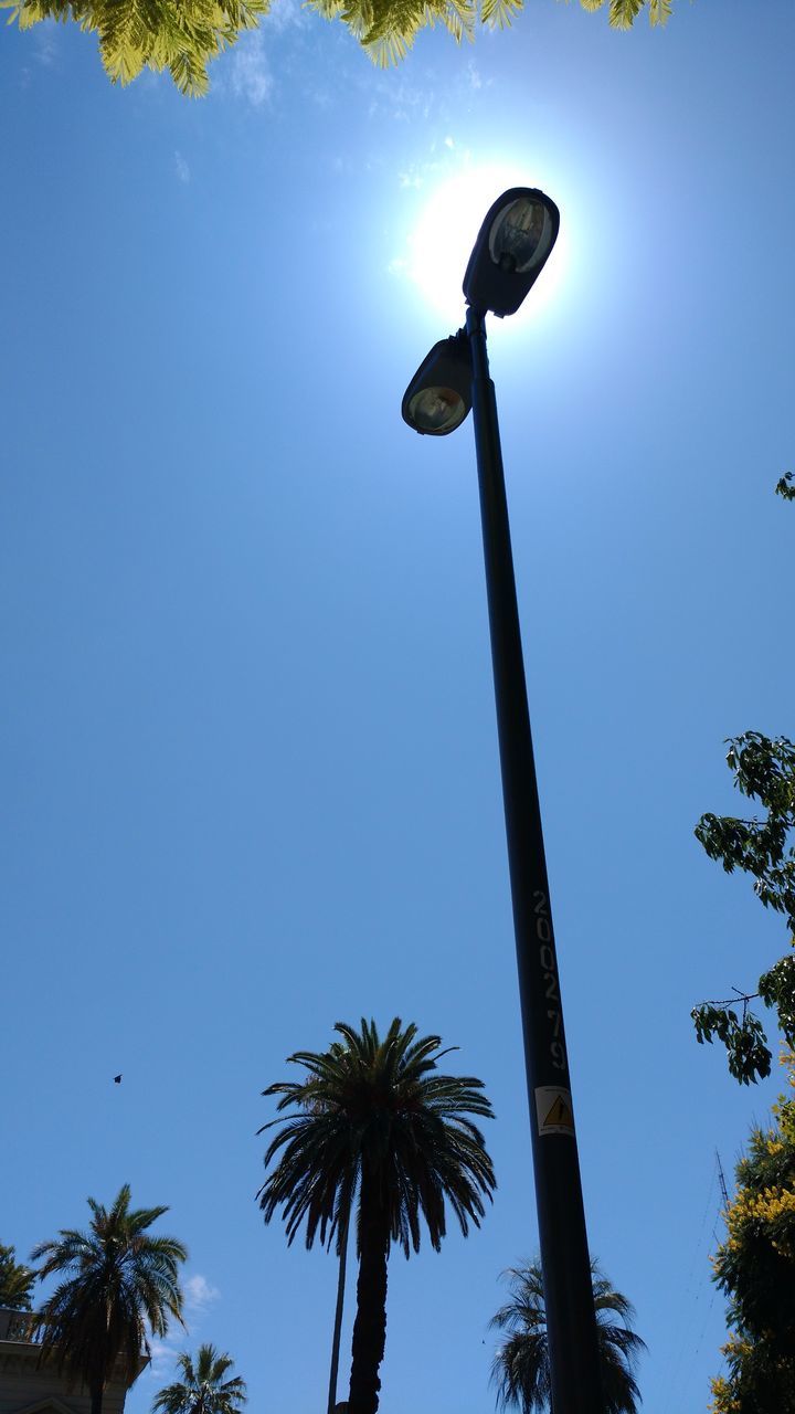 low angle view, tree, blue, sky, growth, no people, nature, outdoors, basketball hoop, palm tree, beauty in nature, day