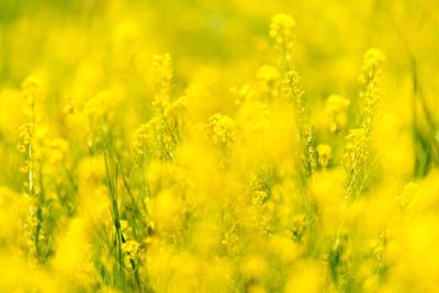 Close-up of fresh yellow flower field