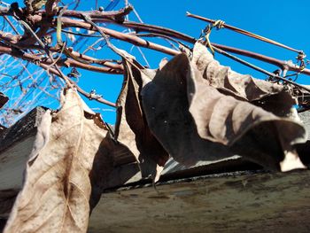 Low angle view of clothes hanging on clothesline