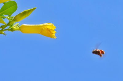 Low angle view of yellow flower against clear blue sky