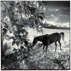 Side view of horse on field against sky